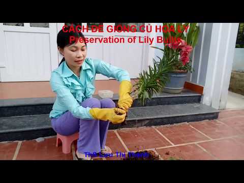 Video: Cấy Củ Hoa Lily - Mẹo Về Cách Và Khi Nào Di Chuyển Hoa Loa Kèn Trong Vườn