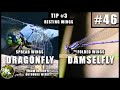 Dragonfly vs. Damselfly : The Differences Between | KNOW #46