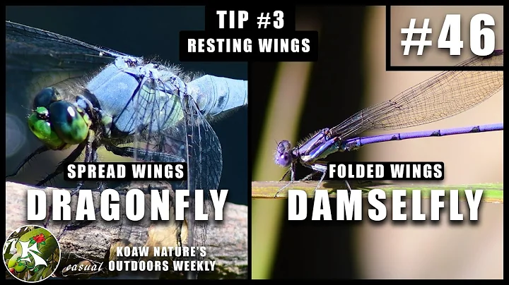 Dragonfly vs. Damselfly : The Differences Between | KNOW #46