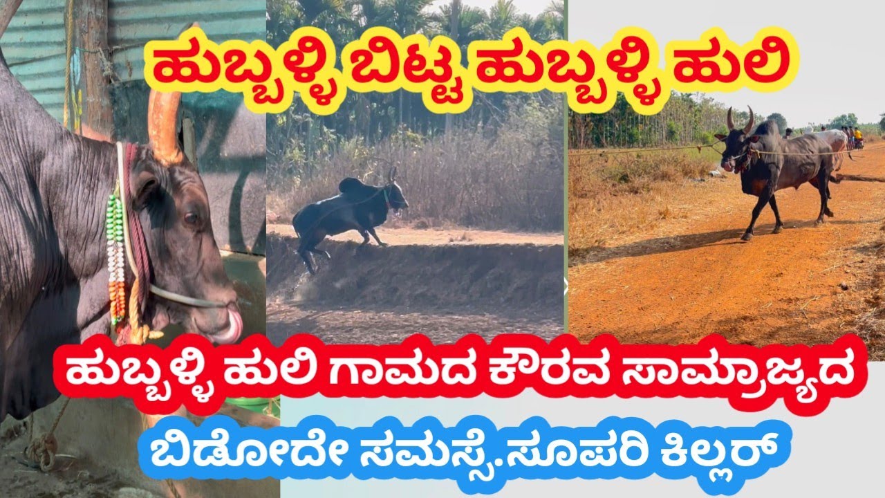 ಹುಬ್ಬಳ್ಳಿ ಹುಲಿ ಸ್ಟೋರಿ hubbli huli habbada hori hori habba
