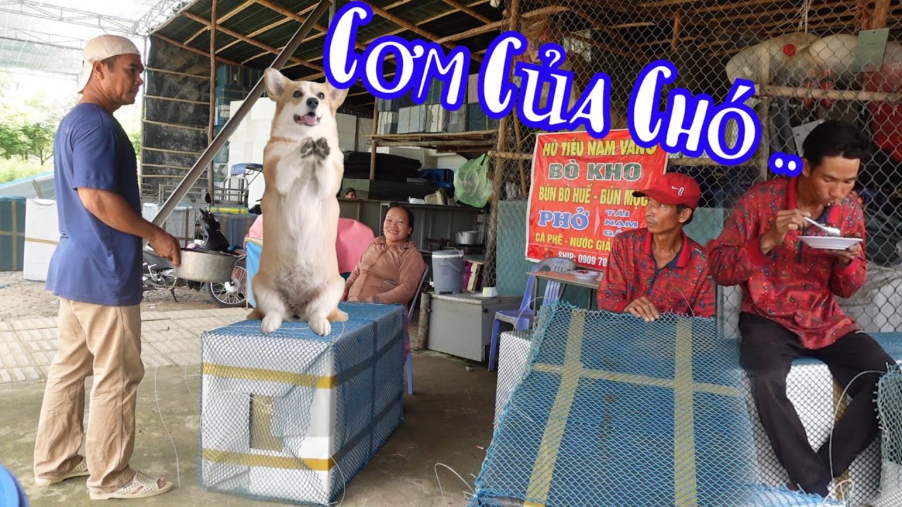 Bà 8 Phong Tưởng Mình Ăn Cơm Của  10 Râu Ai Ngờ Lại Là Cơm Của Chó