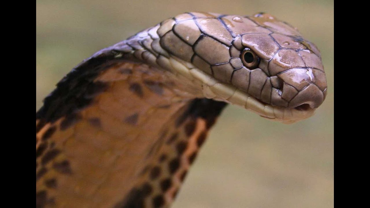 lizard skin grips COBRA SEARCH OVER!!!!!