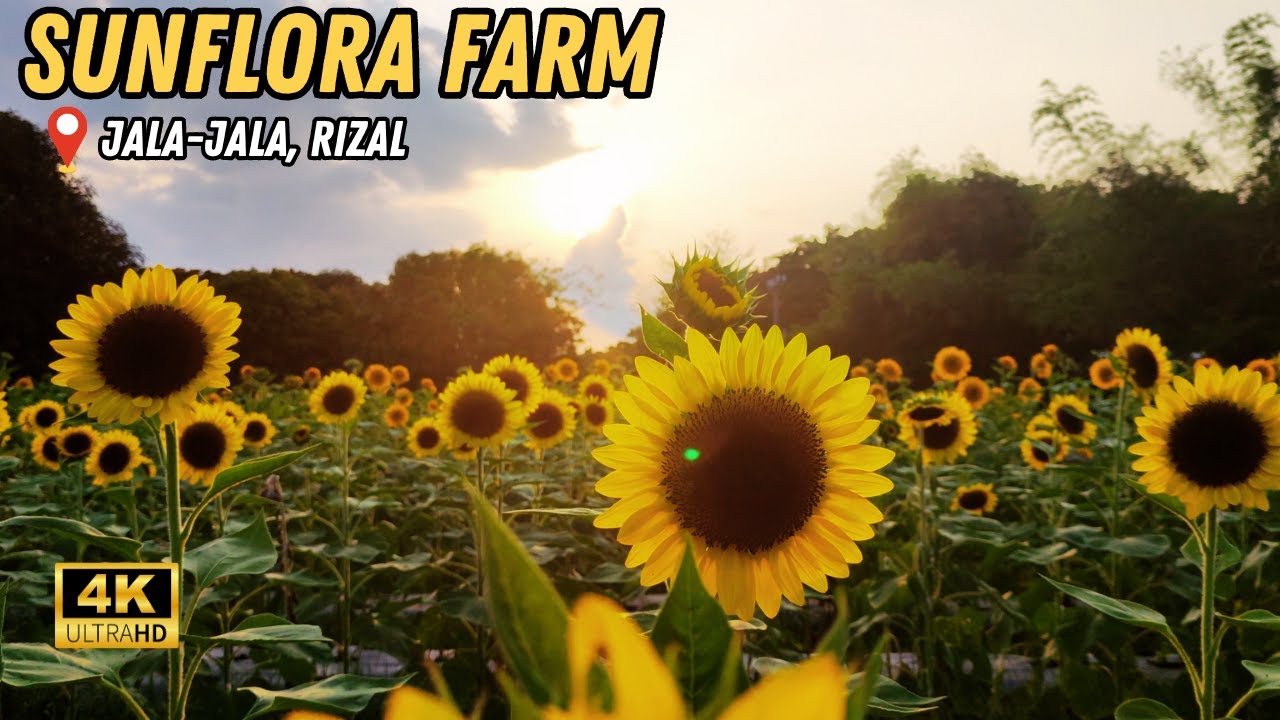 Sunflora Farm Jala Rizal 4k