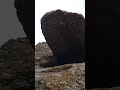 Kuzukulak otu
