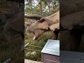 Don’t touch the Dinosaurs #landmark #dinosaur #scotland