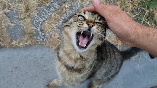 He wants attention, but the moment I touch him, he Attacks.
