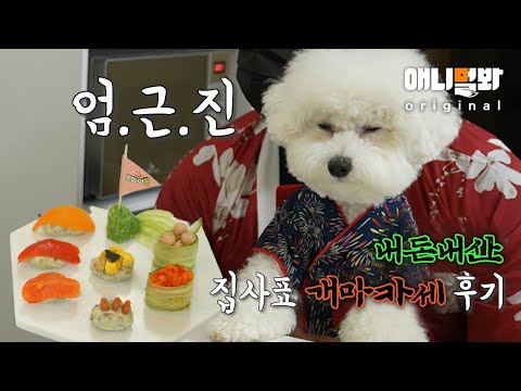 🍣이랏샤이멍쉐에에~🍣 강아지에게 스시 오마카세를 해줘봤다ㅣDog’s Reaction to <strong>Sushi</strong> Made <strong>Just</strong> for Her