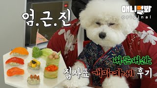 이랏샤이멍쉐에에~ 강아지에게 스시 오마카세를 해줘봤다ㅣDog’s Reaction to Sushi Made J…