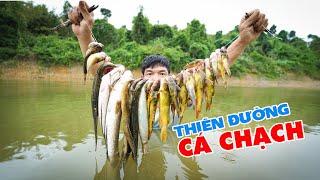 Câu Được Rất Nhiều Cá Ngon Nhưng Không Ăn Được - Tho Rung