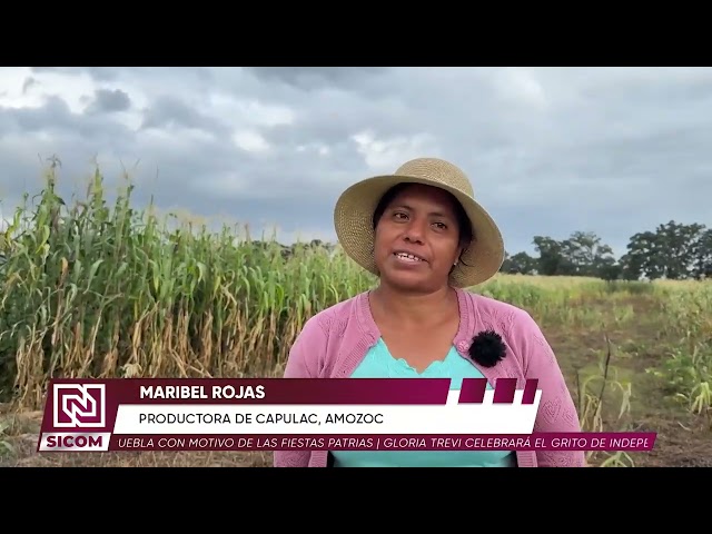 🌾☀️ Sequía y canícula provocan pérdidas en cultivos de Amozoc | SICOM Noticias