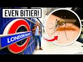 London's Unique Mosquito Could Be in Your City Next