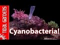 How to get rid of Cyanobacteria - Red Slime Algae