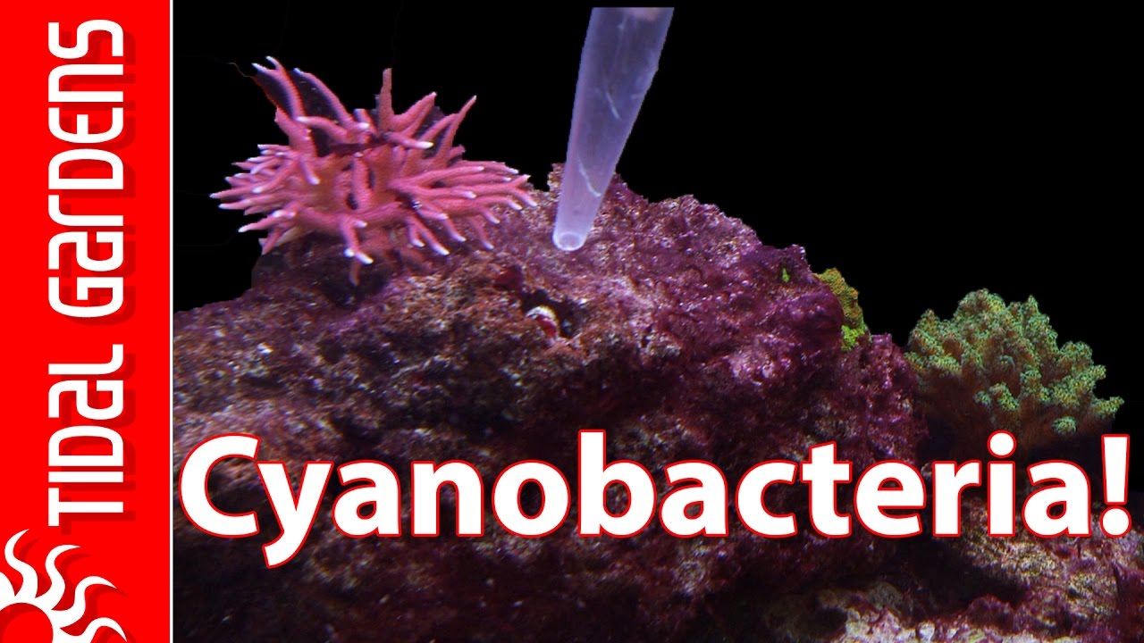 How to get rid of Cyanobacteria - Slime Algae - YouTube