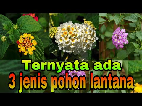 Video: Berbagai Varietas Tanaman Lantana - Jenis Lantana Untuk Taman