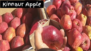 Kinnaur Apples | किन्नौरी सेब | Sonu's World