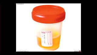 Lab 2 Urinary Physiology