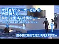 『鴨川シーワールド』シャチパフォーマンス♪ 終了後の 可愛い ひとコマ❤
