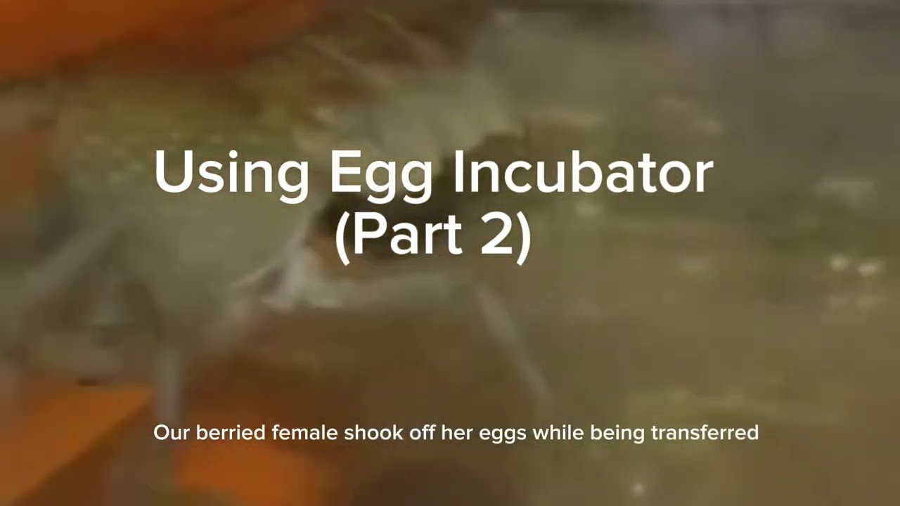 PART 2 | USING EGG INCUBATOR ON AUSTRALIAN RED CLAW EGGS | ARCUATICS