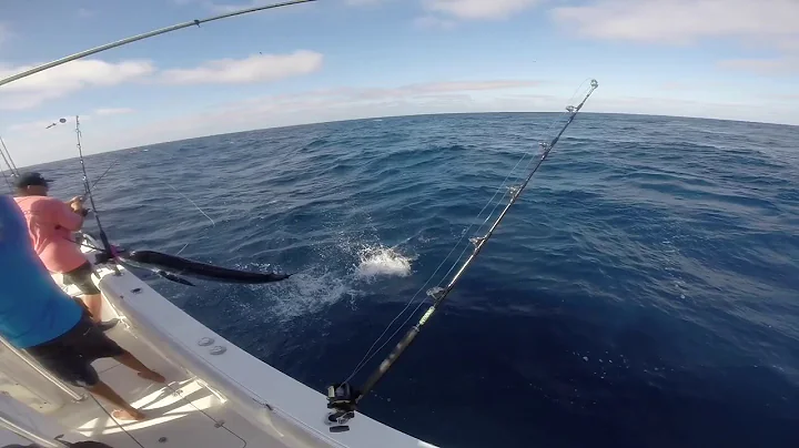 Marlin impales fisherman
