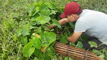 Cách bắt chuột rất đơn giản mà hiệu quả - Săn Bắt Miền Bắc