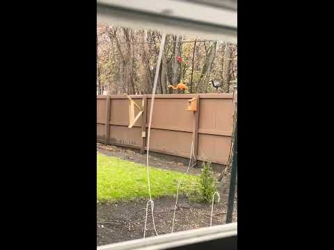 on youtube squirrel catapult