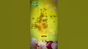Tips on How to  get rid of Aphids pest