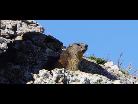 La petite Marmotte des montagnes du Vercors France  @Maryka46