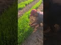 techniques and skills for quickly removing rice seedlings #shorts