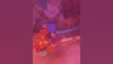 Tai tượng châu phi và la hán