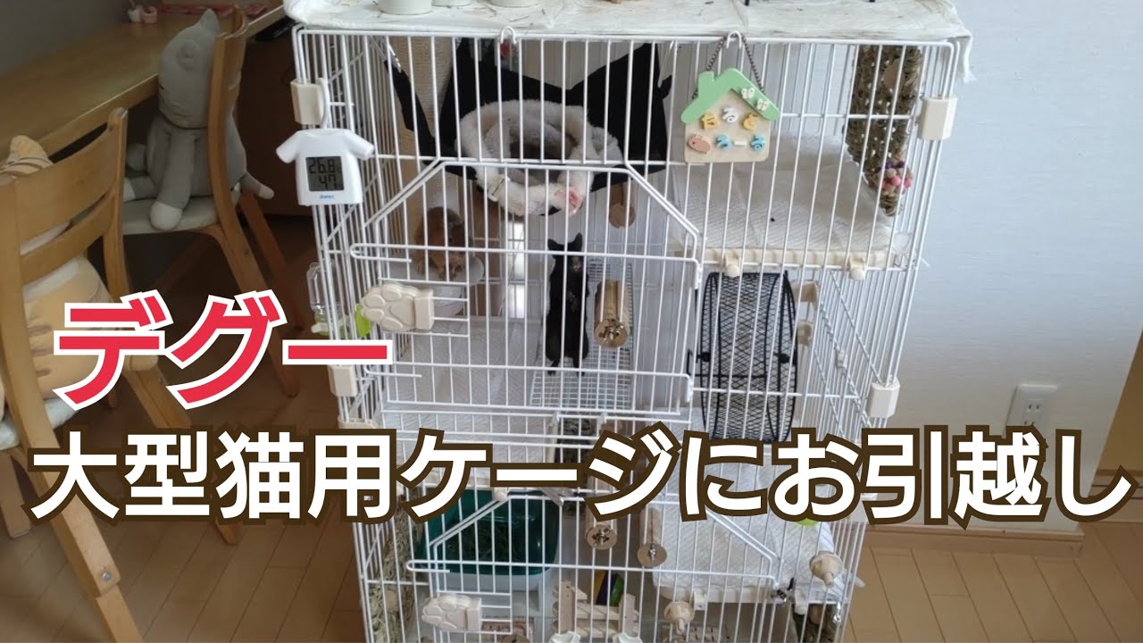 デグー、大型ケージ(猫用)にお引越し❣ - YouTube