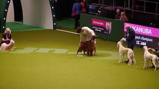 fullsizeoutput 2b10 by thendara show dogs 332 views 5 years ago 2 minutes, 1 second