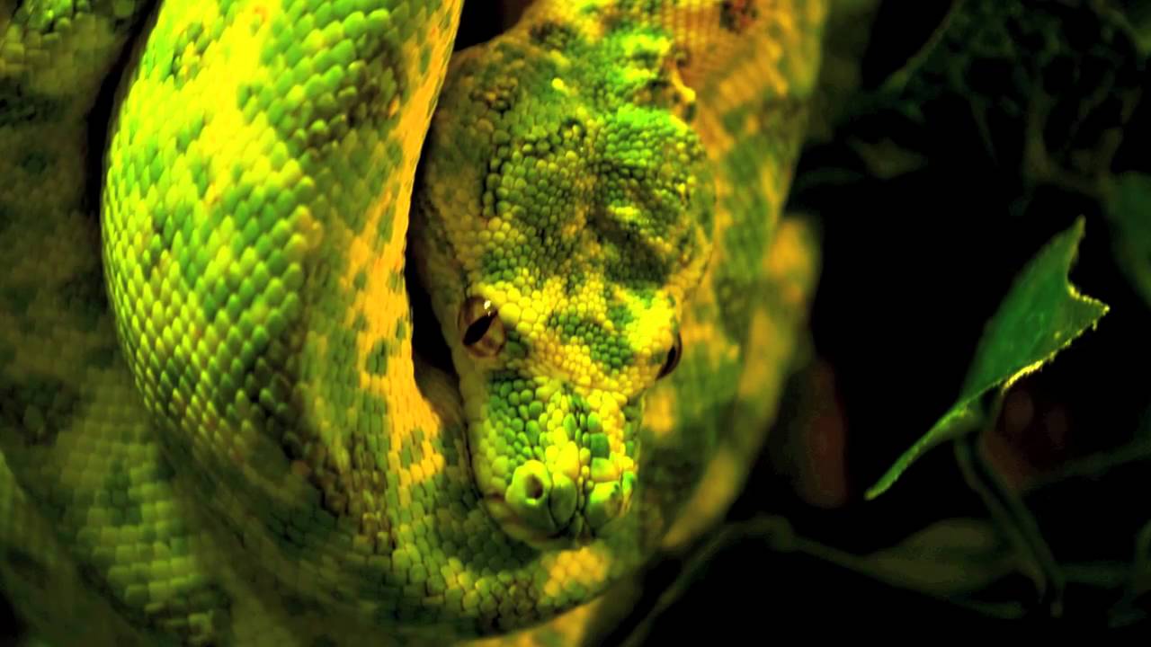 Color Update/Progress - Male Green Tree Python - YouTube