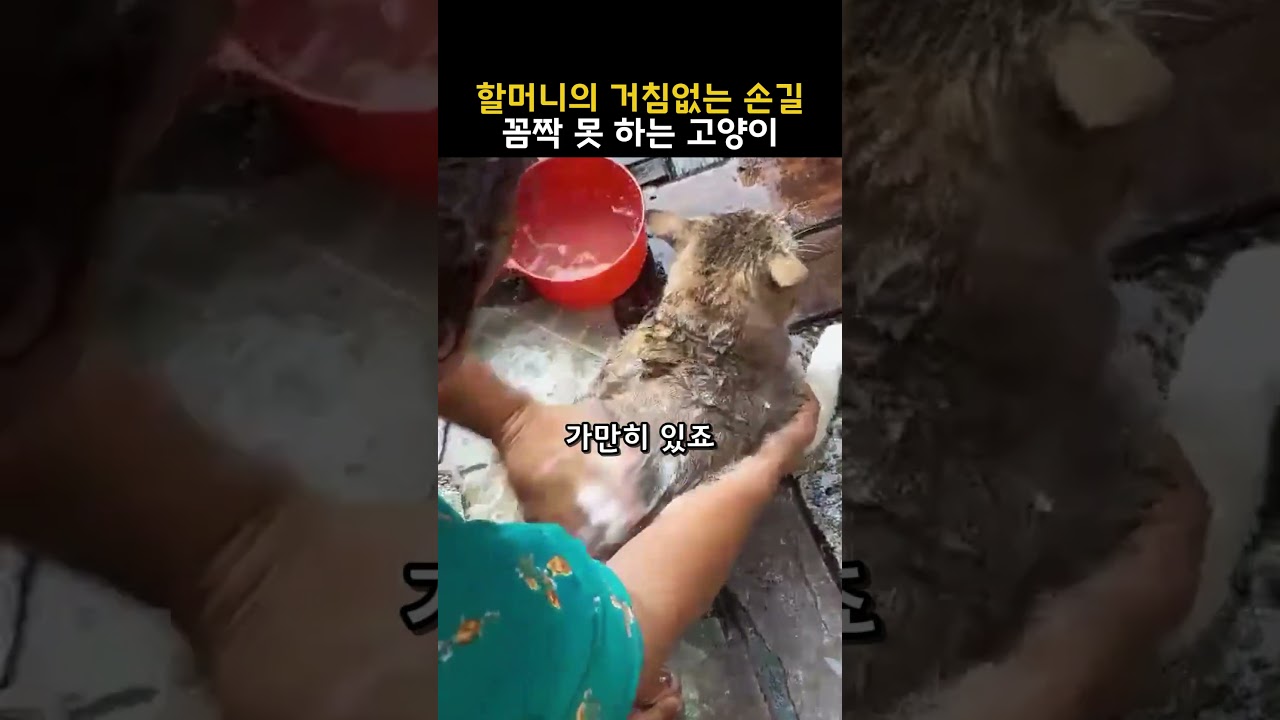 할머니의 거침없는 손길 꼼짝 못 하는 고양이