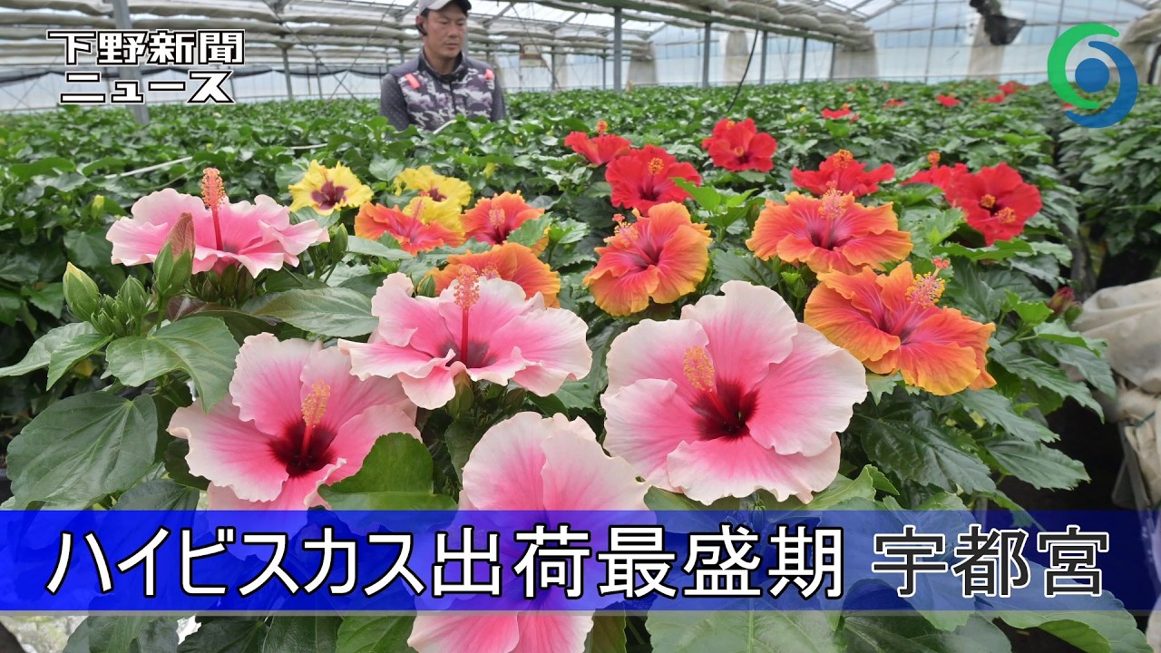 ハイビスカス ハイビスカス出荷最盛期 宇都宮・竹原園芸 - YouTube