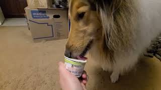My Dog's First Frozen Yogurt! ASMR Froyo Licking