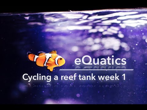 How to cycle a saltwater tank (week 1)