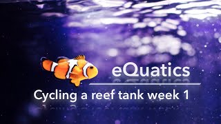 How to cycle a saltwater tank (week 1)