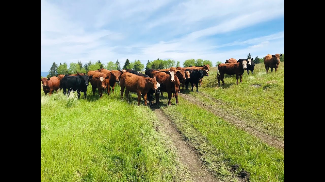 Lauder Ranch Angus X Grass Steers - September Delivery - YouTube