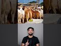 West Bengal Cow Selling