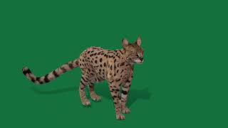 Savannah Cat