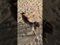 #comdey #funny #rajasthani #viralvideo #memes #rajasthaniclture #deshi #entertainment