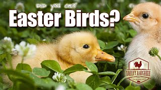 Famous Did You End Up With Easter Chicks and Ducklings? Wealth