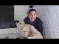 Three Dogs Bath Challenge | 21 days Lockdown | Ss vlogs :-)