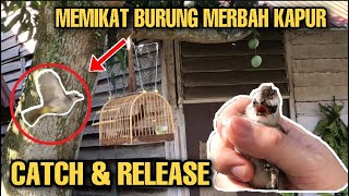 Memikat Merbah Kapur - Memikat Trucukan / Yellow Vented Bulbul - Hoánh Hoach Trang