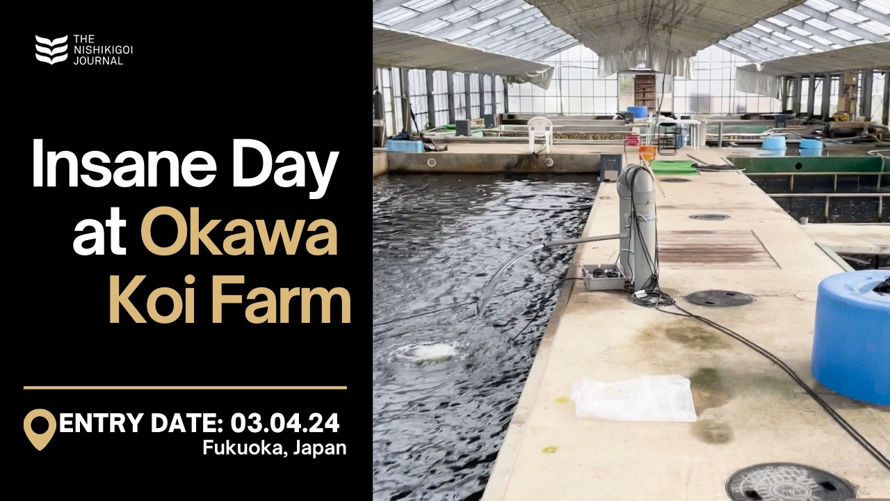 Buying New Koi at Okawa Koi Farm in Japan | The Nishikigoi Journal | EP#038
