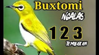 Pleci buxtomi ngalas 123 tembakan cocok untuk masteran