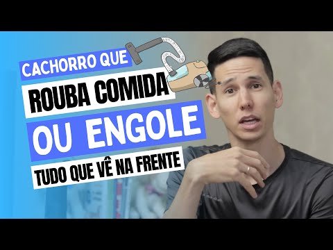 Cachorro que rouba comida ou engole tudo que vê pela frente