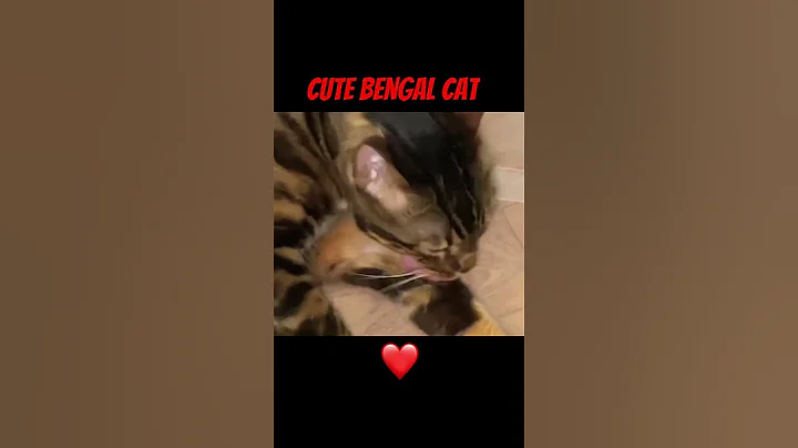 Video 11583991: bengal cats catlover, bengals catlover cute