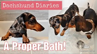 Mini Dapple Dachshund 5 Month Old Puppies Having A Small Bath For The First Time | Sausage Dog Puppy