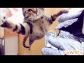 Котики наркотики | Кошка | Cats compilation 2013
